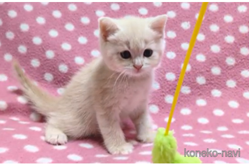 成約済の愛知県のマンチカン-98061の4枚目